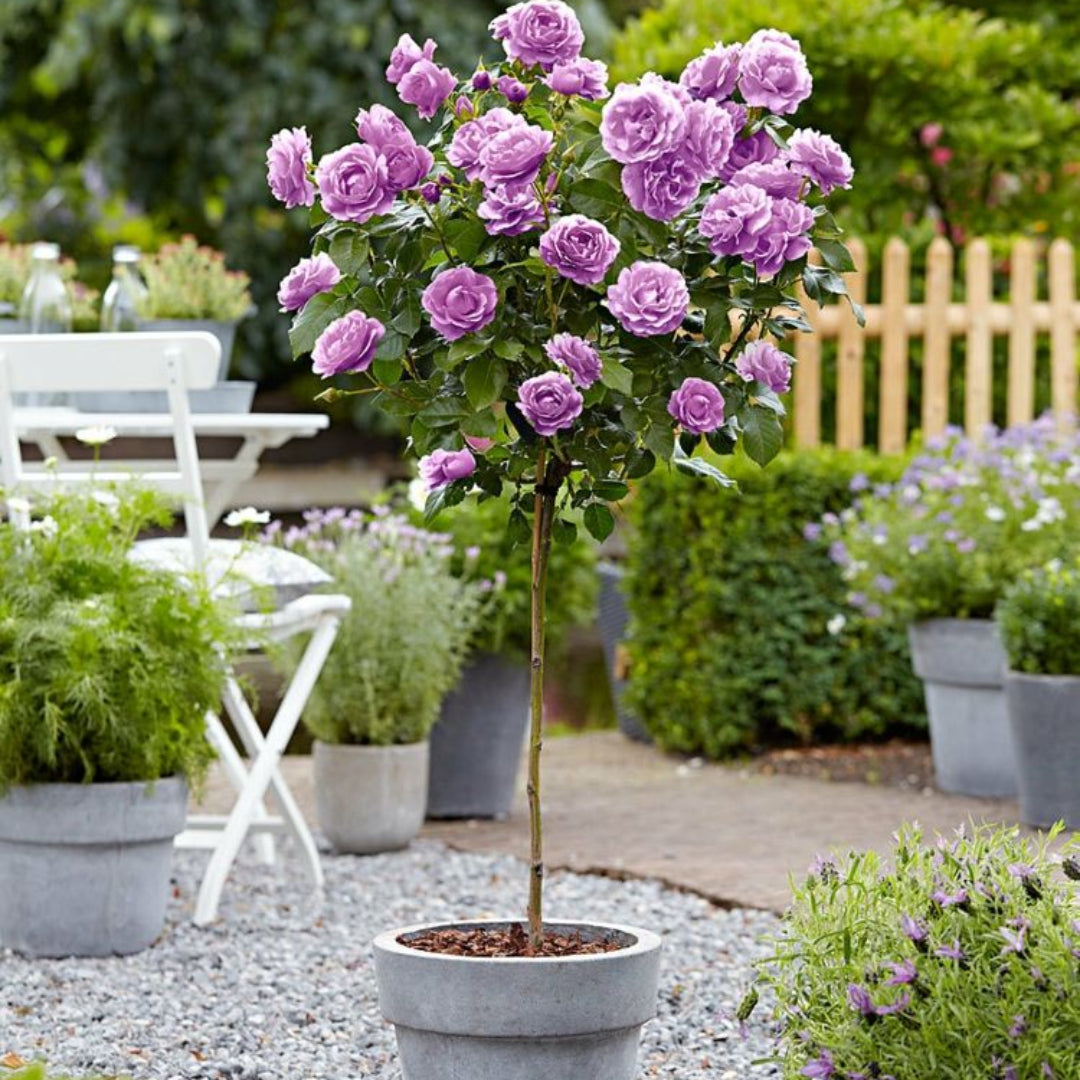 Rose FL Angel Face (Floribunda Rose) - Tree Form