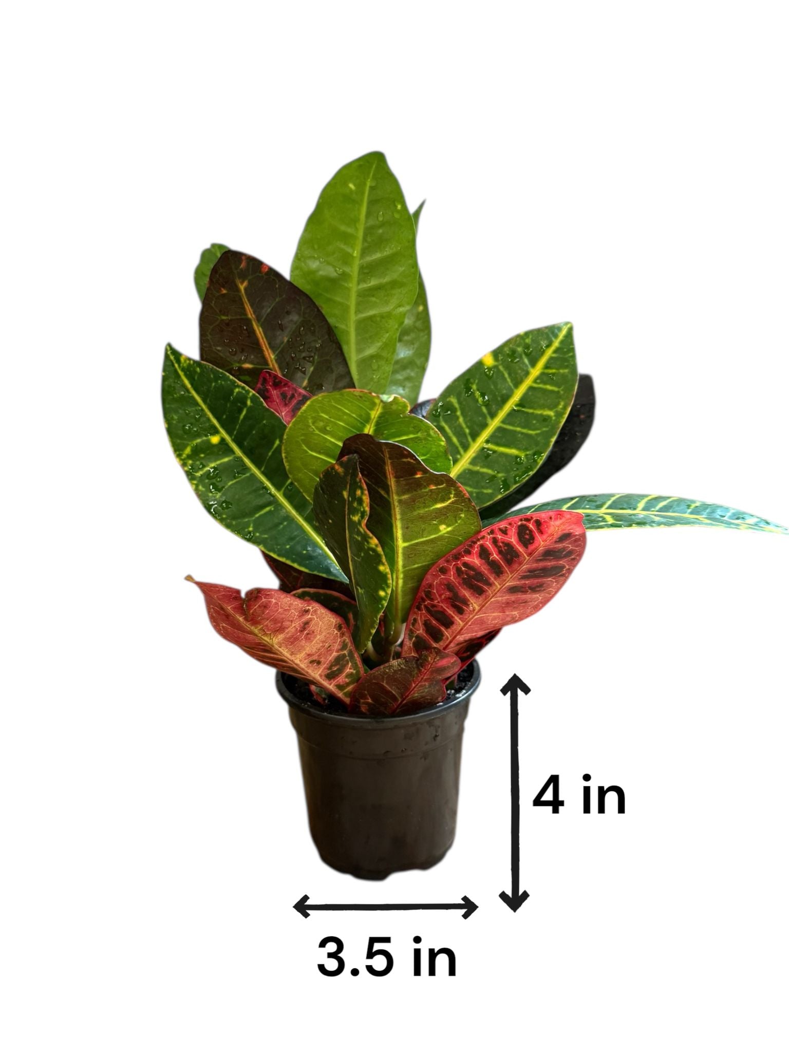 Petra Croton (Live Indoor Plant)