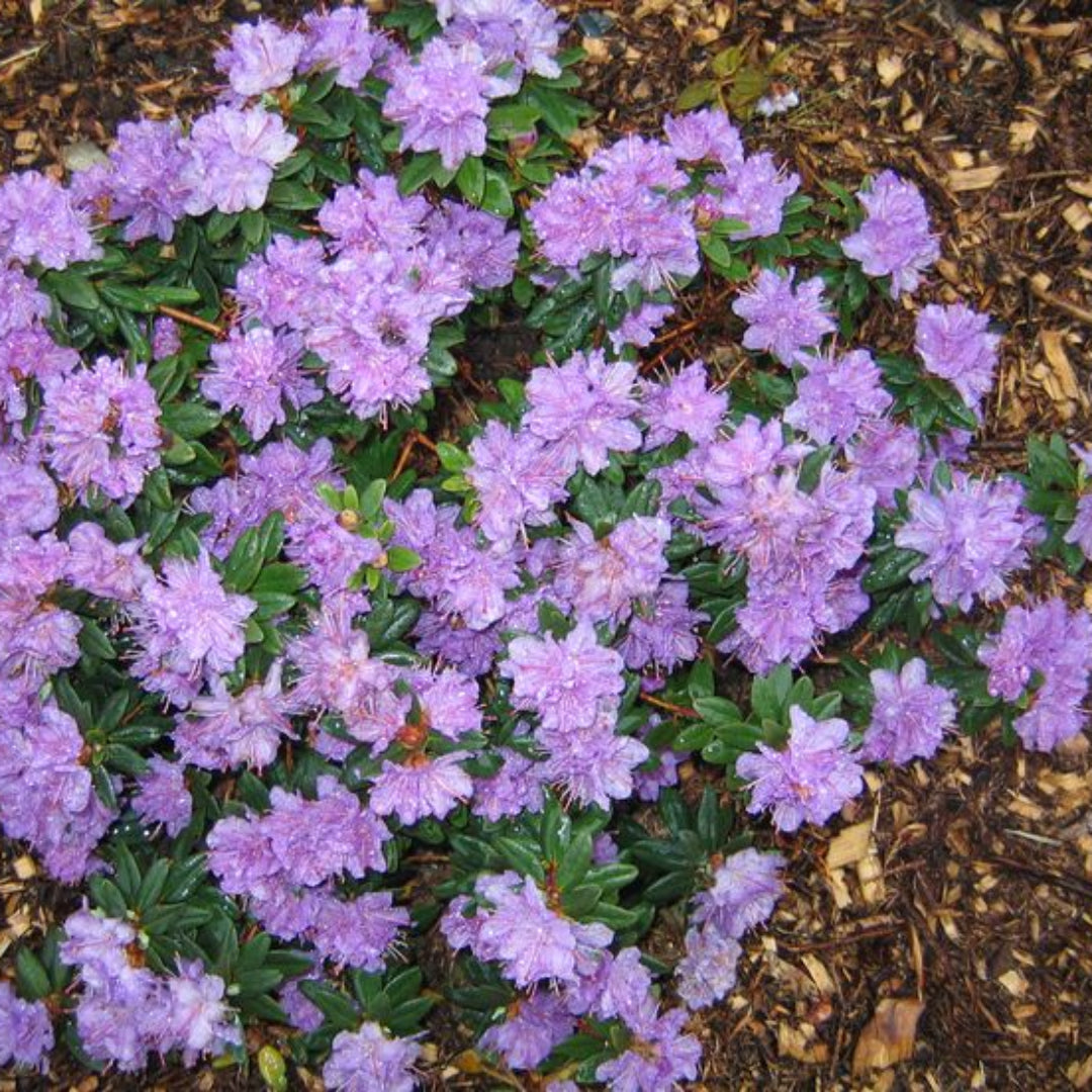 Ramapo Rhododendron