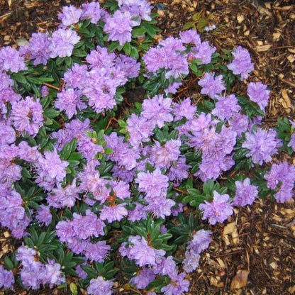 Ramapo Rhododendron