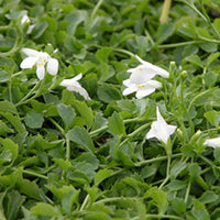 Mazus reptans Alba close-up with white blooms