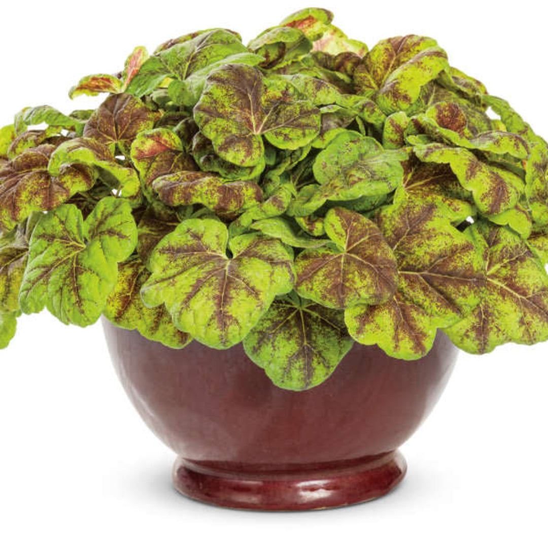 Heucherella Fun and Games Leapfrog Ppaf Foamy Bells