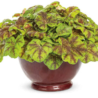 Heucherella Fun and Games Leapfrog Ppaf Foamy Bells