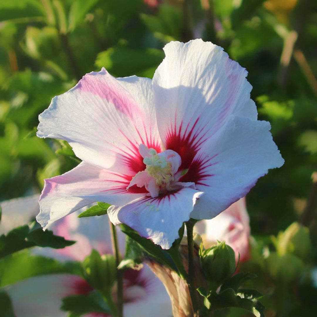 Fiji Hibiscus