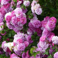 Seven Sisters Rose
