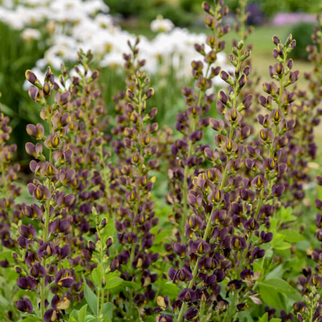 Baptisia Decadence Dutch Chocolate