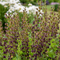 Baptisia Decadence Dutch Chocolate
