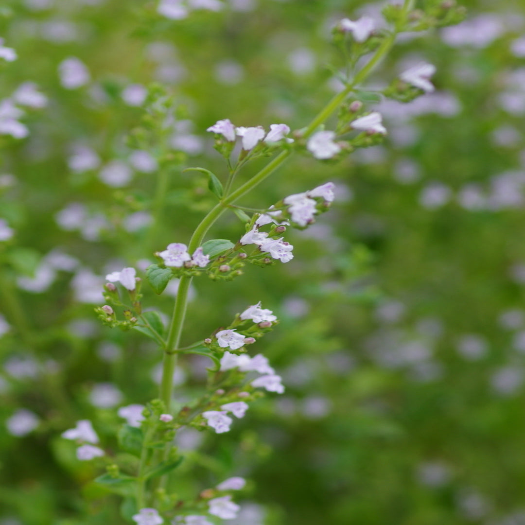 Calamintha nepeta