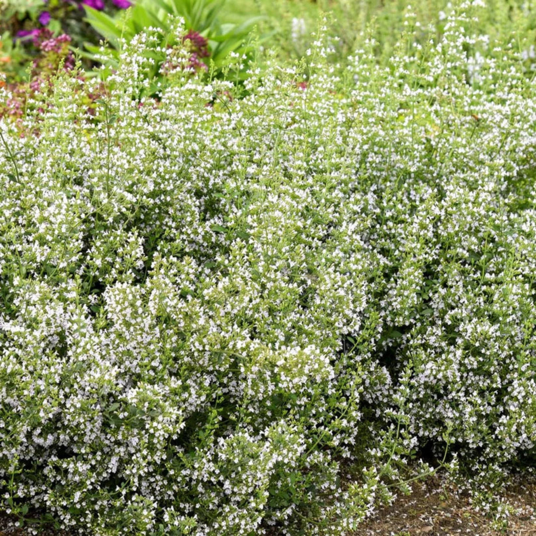Calamintha nepeta