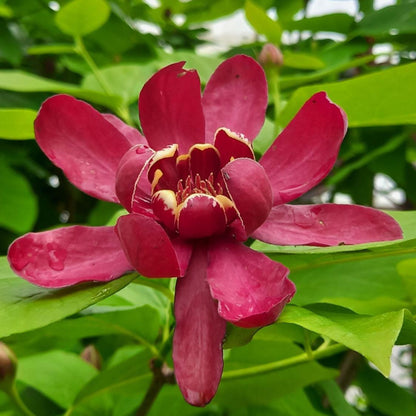 Calycanthus Aphrodite Sweetshrub