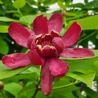 Aphrodite sweetshrub flowering shrub in full bloom garden view