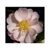 Camellia
