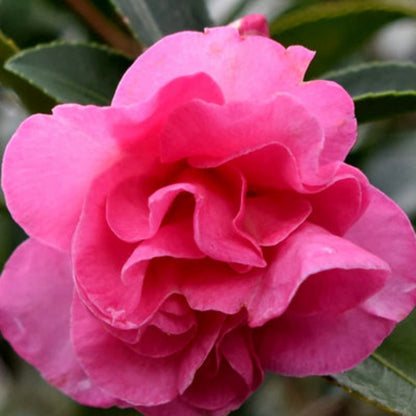 Brandys Temper Camellia