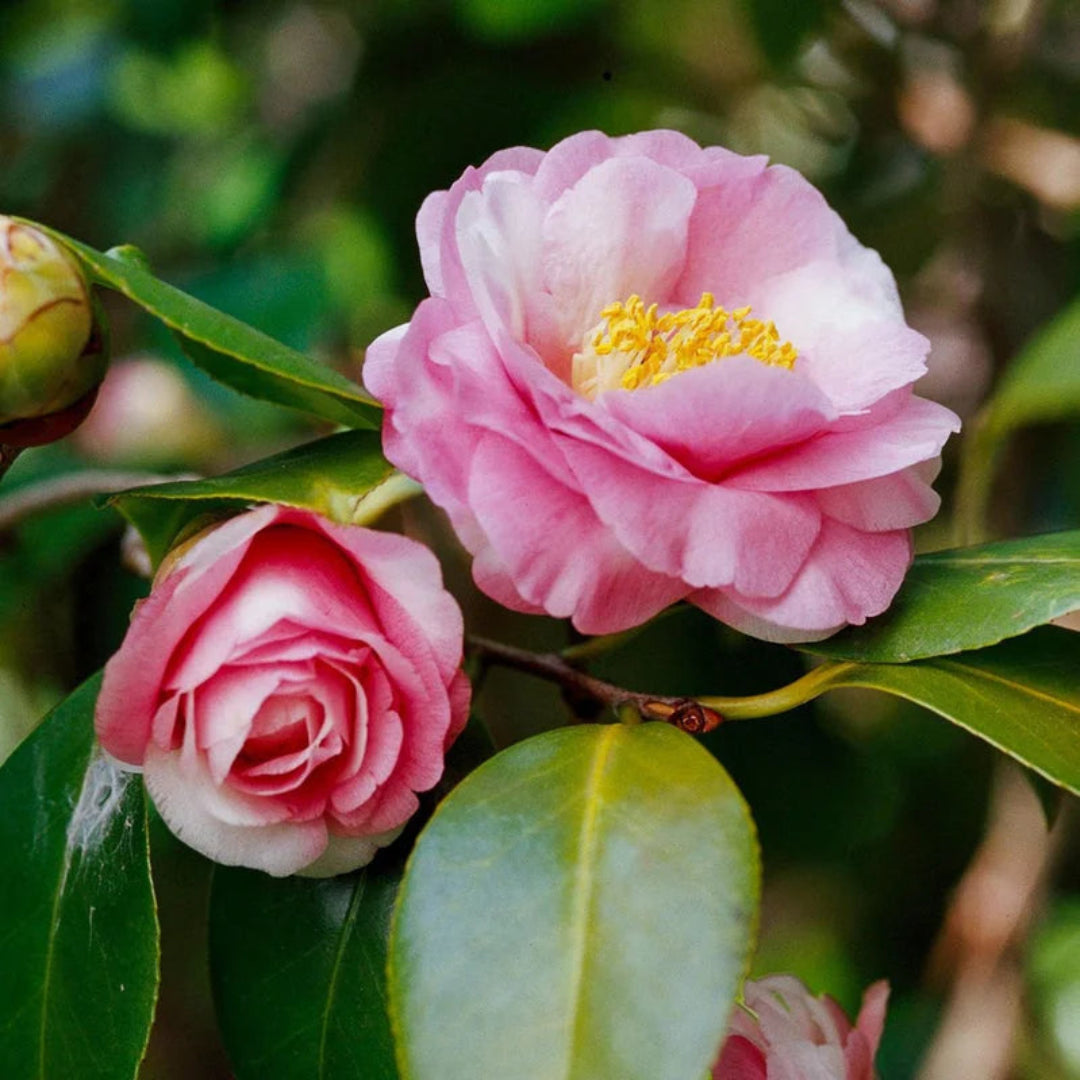 Pink Perfection Camellia Plant Form and Foliage