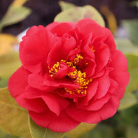 Camellia Kramer's Supreme-Magnificent Red Blooms