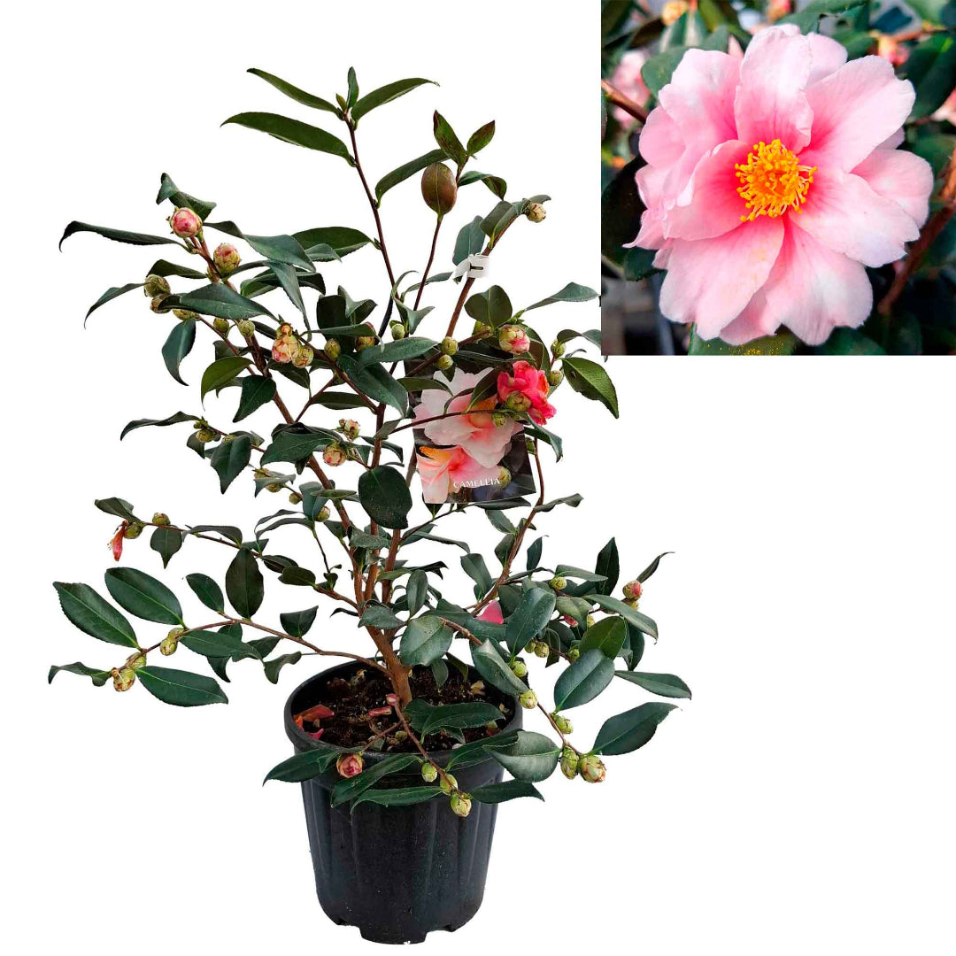 Shibori-Egao Camellia