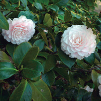 Camellia Goggy Japonica