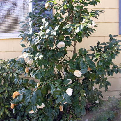 April Snow Camellia-Cold Hardy to 5*F with Lovely Snow White Blooms