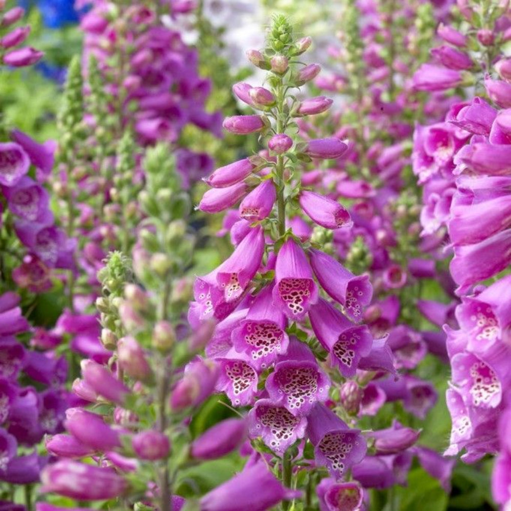 Digitalis purpurea &