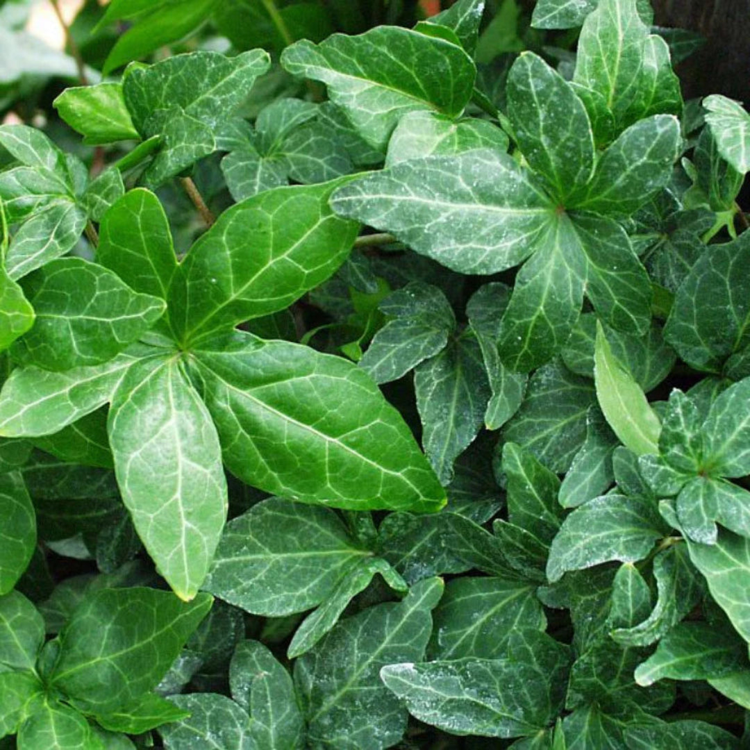 Hedera Helix &
