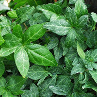 Hedera Helix 'Baltica'