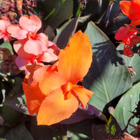 Canna 'Cannova Bronze Orange' Canna Lily - [EG]