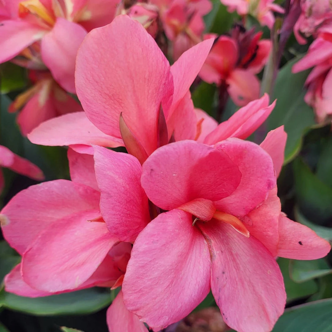 Canna Cannova Mango Lily - [EG]