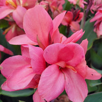 Canna Cannova Mango Lily - [EG]