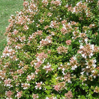 Abelia 'Canyon Creek'