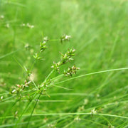 Carex Appalachica Sedge