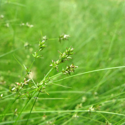 Carex Appalachica Sedge