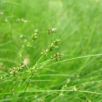 Appalachian Sedge ornamental grass foliage