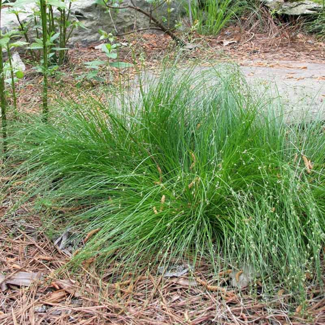 Carex Appalachica Sedge