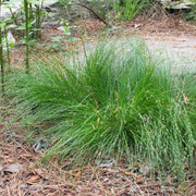Carex Appalachica Sedge
