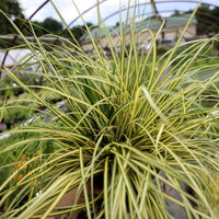 Carex oshimensis Evergold groundcover perennial