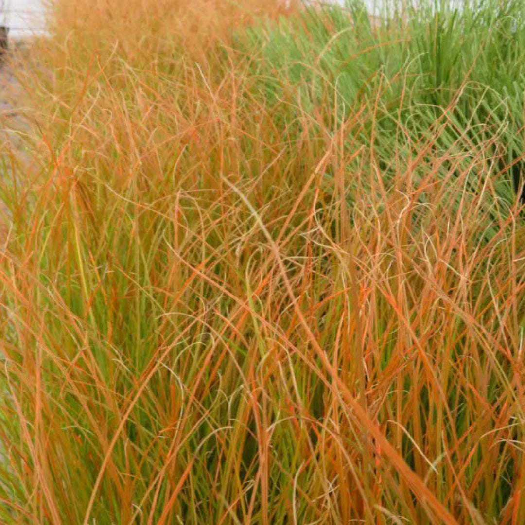 Grass: Carex testacea &