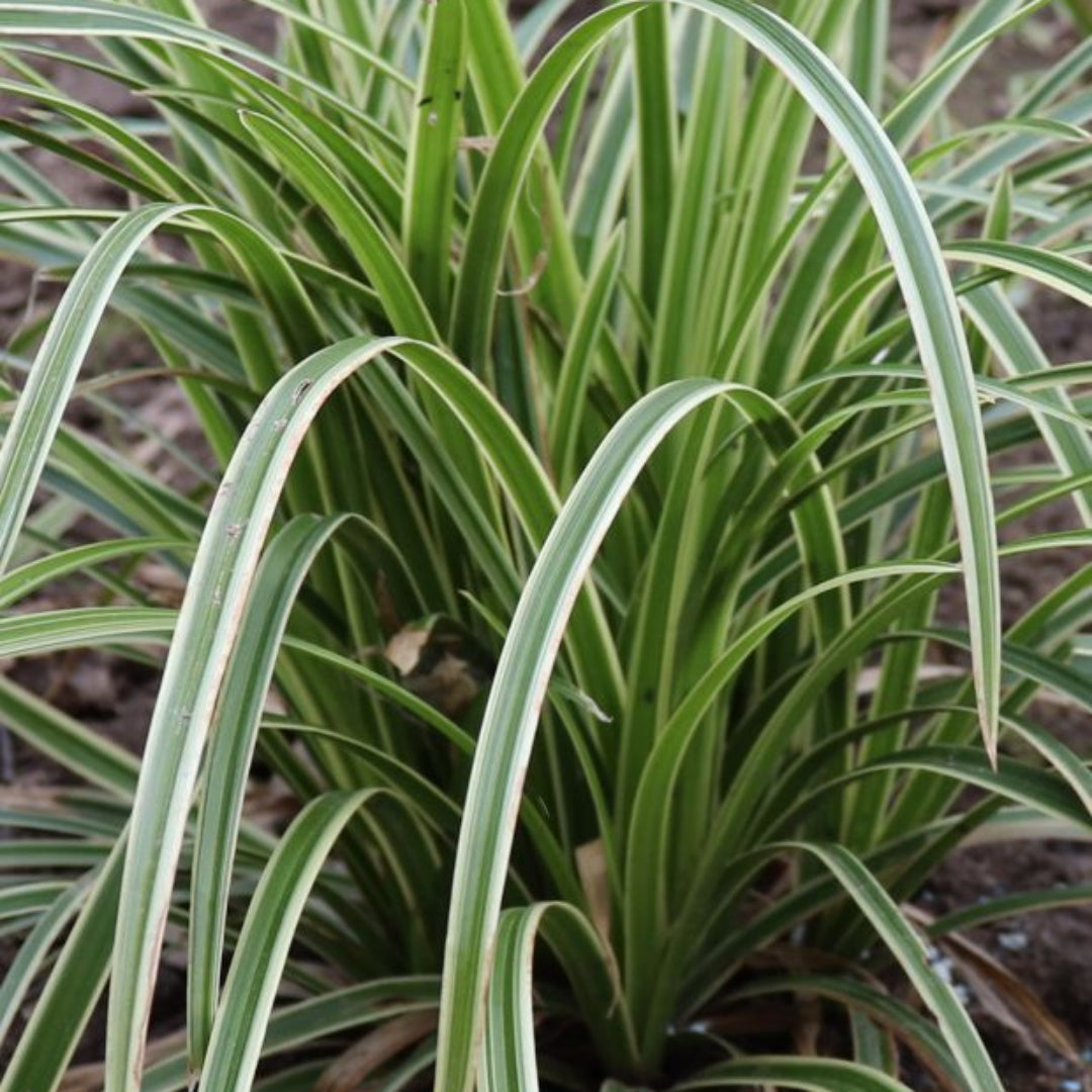 Ice Dance sedge grass Carex morrowii plant