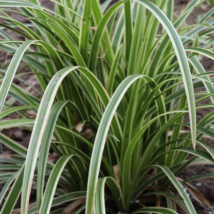Ice Dance sedge grass Carex morrowii plant