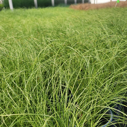 Grass: Carex comans &