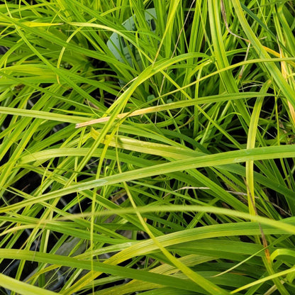 Carex oshimensis Evercolor &