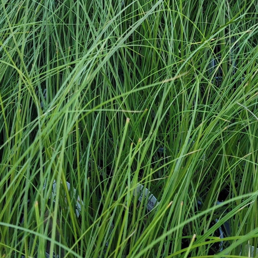 Grass: Carex testacea &