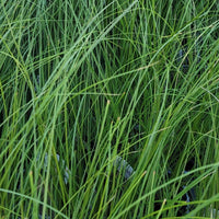 Grass: Carex testacea 'Prairie Fire'™ Orange Sedge - [EG]