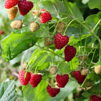 Caroline Raspberry