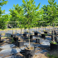 Caddo Pecan