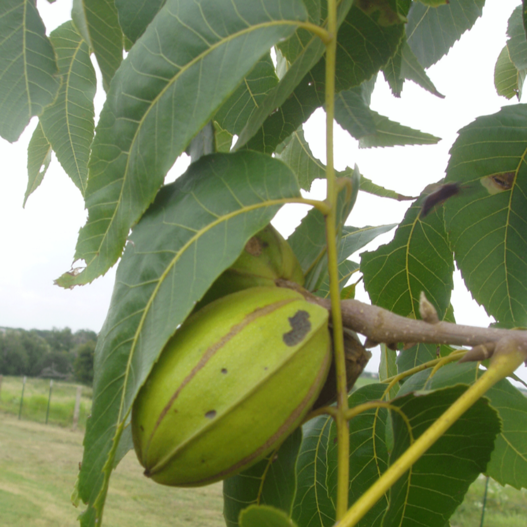 Desirable Pecan Tree – Fast-Growing, Nut-Producing, and Disease-Resistant