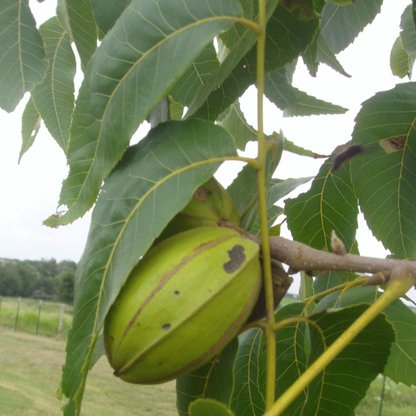 Desirable Pecan Tree – Fast-Growing, Nut-Producing, and Disease-Resistant