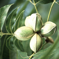 Stuart Pecan Tree,