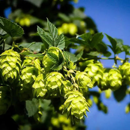 Cascade hops cones on vine for home brewing gardens