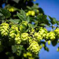 Cascade hops cones on vine for home brewing gardens