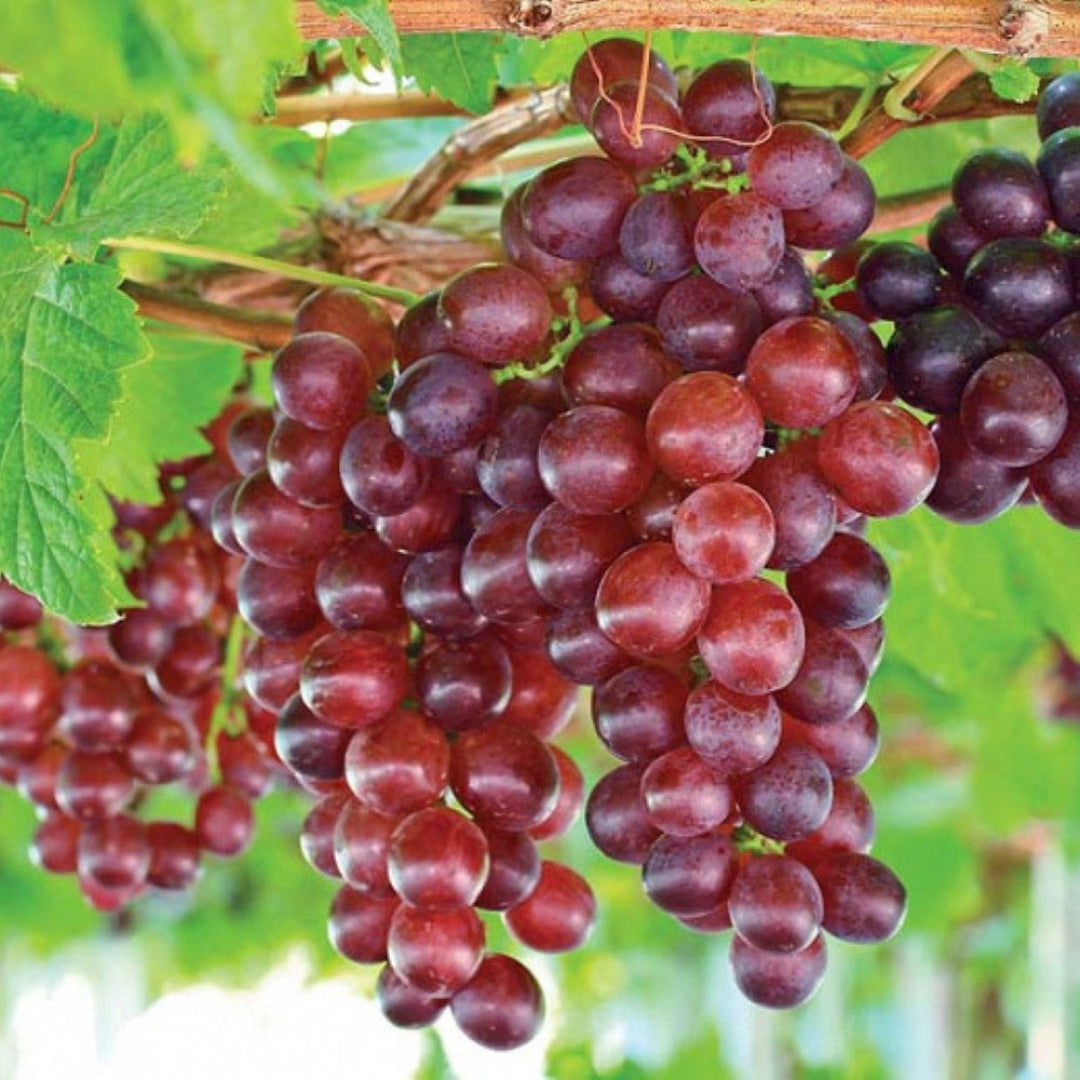 Catawba Grape Vine with Purplish-Red Clusters